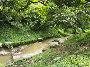 Scenic view of river in forest