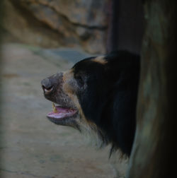 Close-up of dog looking away