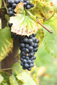 Close-up of grapes growing in vineyard