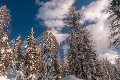 Low angle view of pine trees against sky