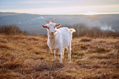 Goat standing on field