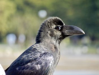 Close-up of a bird looking away