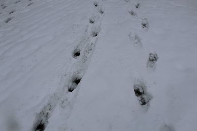 High angle view of dog on snow covered land