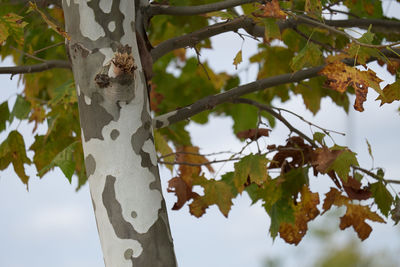 Low angle view of lizard on tree against sky