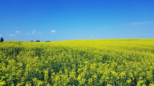 Scenic view of oilseed rape field against sky