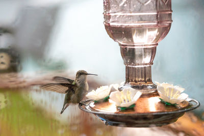 Close-up of bird in glass on table