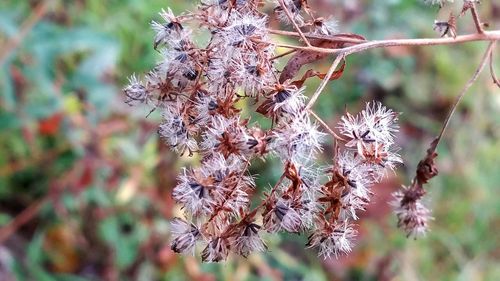 Close-up of flower on tree