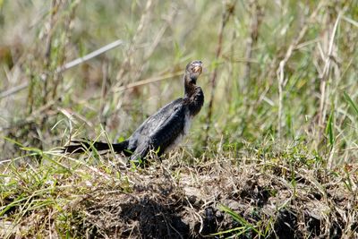 Bird perching on a field