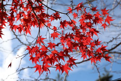 Low angle view of maple leaves on tree