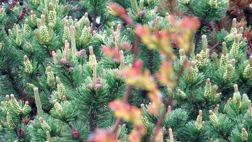 Close-up of cactus plant growing on field