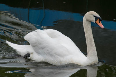 Swan floating on lake