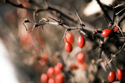 Close-up of red berries growing on tree