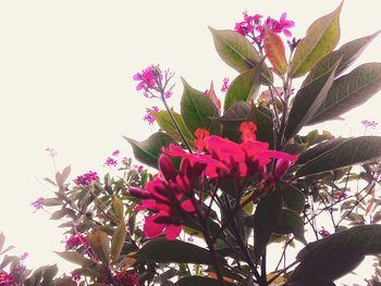 Close-up of pink flowers