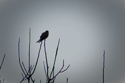 Low angle view of bird perching on branch against clear sky