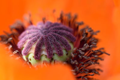 Close-up of purple flowering plant