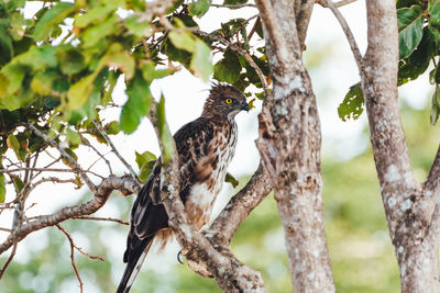 Low angle view of eagle perching on tree