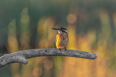 Close-up of bird perching on branch