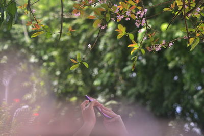 plant