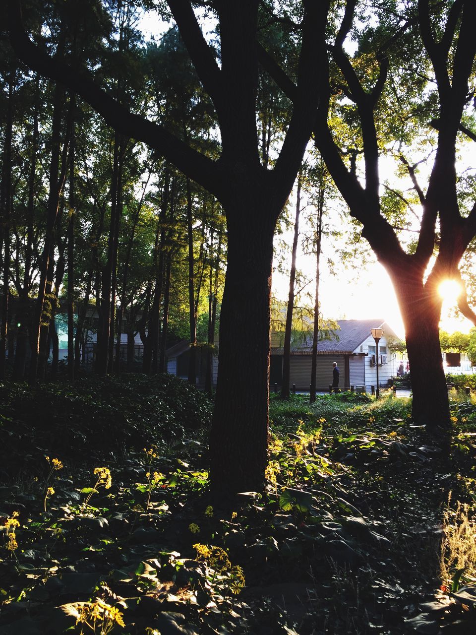 tree, growth, sunlight, beauty in nature, nature, tranquility, sun, sunbeam, tree trunk, leaf, tranquil scene, park - man made space, scenics, plant, flower, back lit, lens flare, branch, forest, outdoors