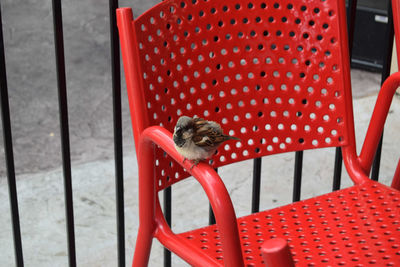 Red sitting on chair