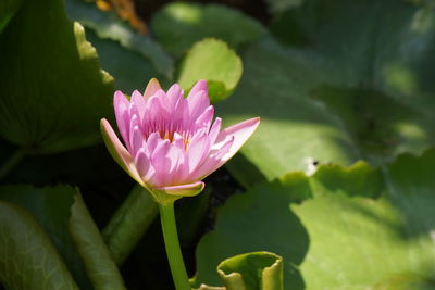 Close-up of pink water lily