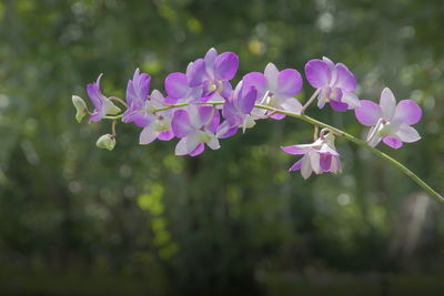 Close-up of purple flowering plant