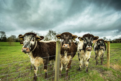 Cows standing in a field