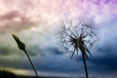 Close-up of plant against sky