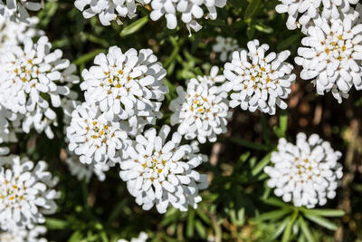 Close-up of white flowering plant