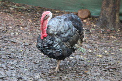 Close-up of bird