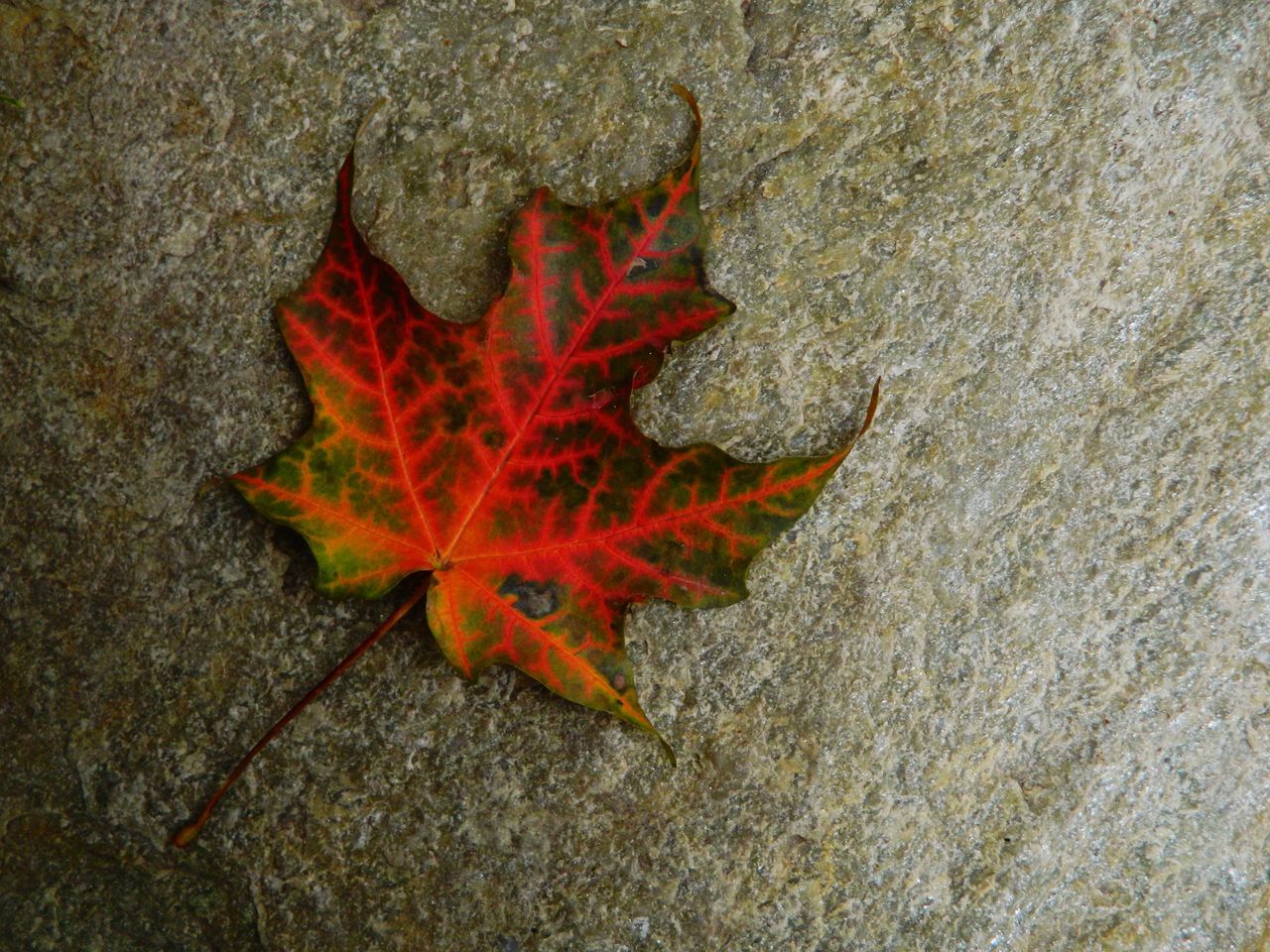 HIGH ANGLE VIEW OF MAPLE LEAF ON DRY LEAVES
