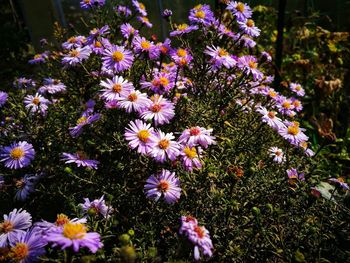 High angle view of purple flowering plants on field