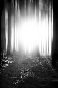 Sunlight streaming through trees on field in forest