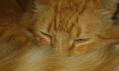Close-up of cat