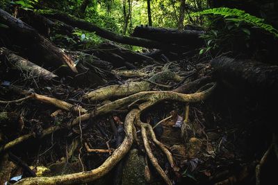 View of a tree trunk