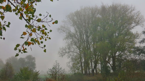 Low angle view of trees against sky
