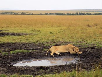 Lioness resting near puddle in maasai mara national reserve, kenya