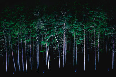 Full frame shot of illuminated trees against sky at night