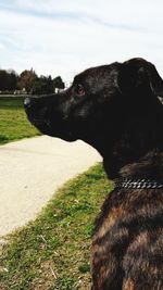 Close-up of dog looking at field