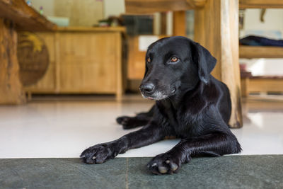 Black dog looking away while sitting on floor at home