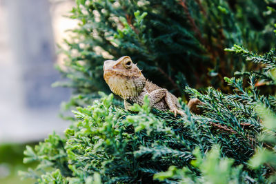 Close-up of a lizard on tree