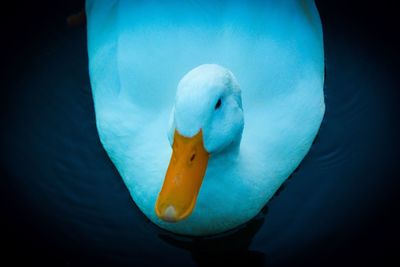 Close-up of swan swimming in water