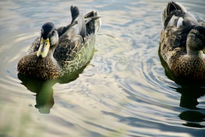Ducks swimming in lake