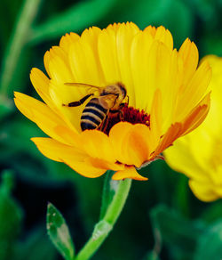 Close-up of insect on yellow flower