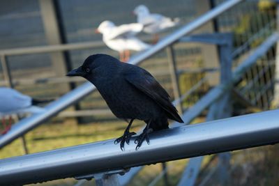 Close-up of  black bird perching on railing