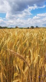 Scenic view of wheat field against sky