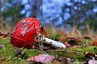 Close-up of mushroom growing on field