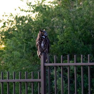Bird perching on railing against plants