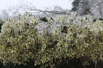 Close-up of plants growing on field