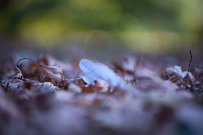 Close-up of fallen feather and leaves on field